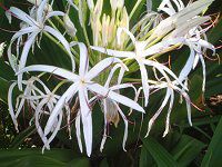 �N���i��(Crinum)28
