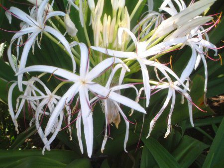 �N���i��(Crinum)