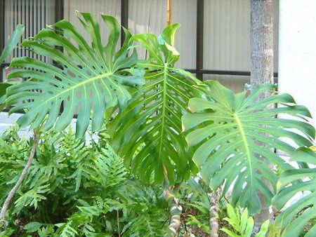 �����X�e��(Monstera)