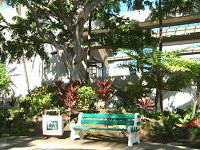 �v�������A(Plumeria)