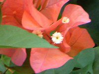 �u�[�Q���r���A(Bougainvillea)