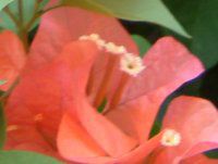 �u�[�Q���r���A(Bougainvillea)