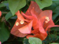 �u�[�Q���r���A(Bougainvillea)
