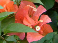 �u�[�Q���r���A(Bougainvillea)