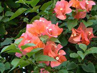 �u�[�Q���r���A(Bougainvillea)