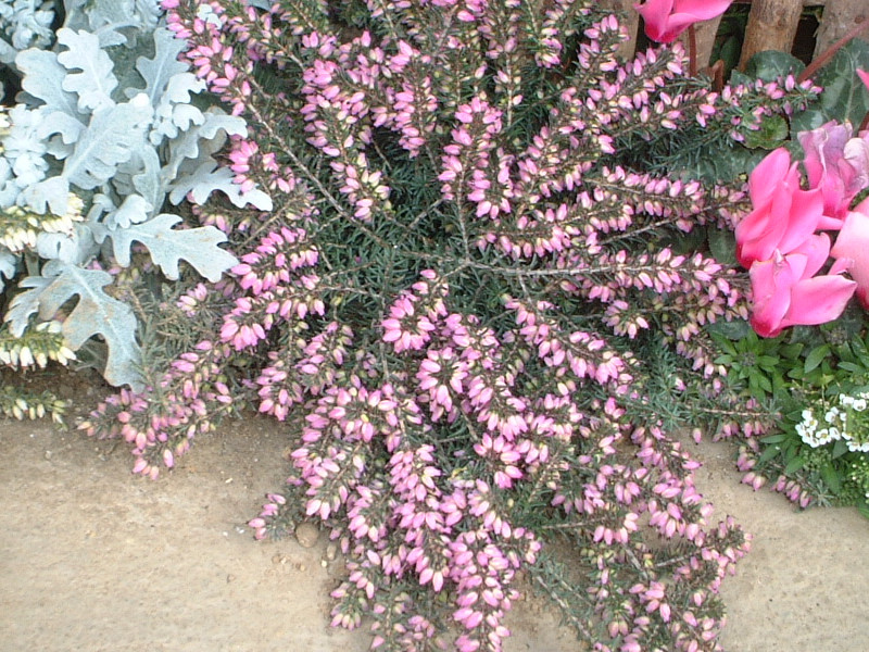 erica-darleyensis