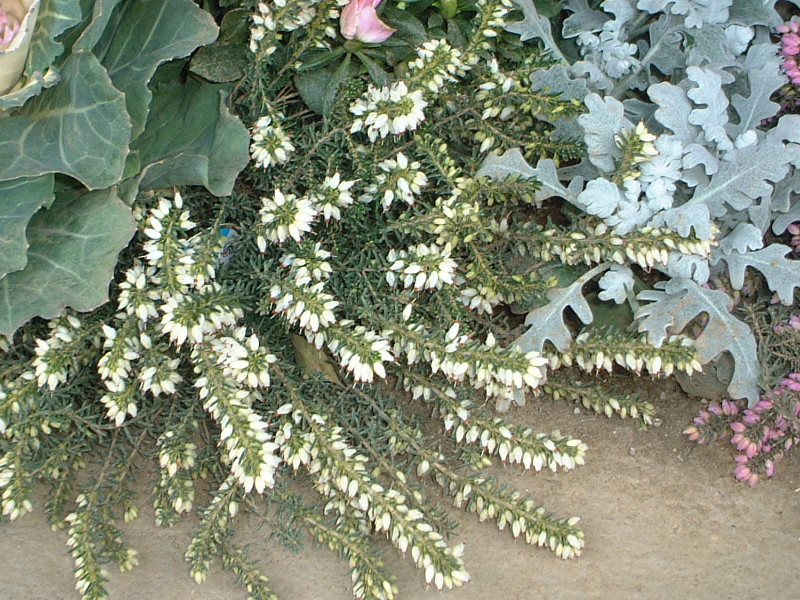 erica-darleyensis