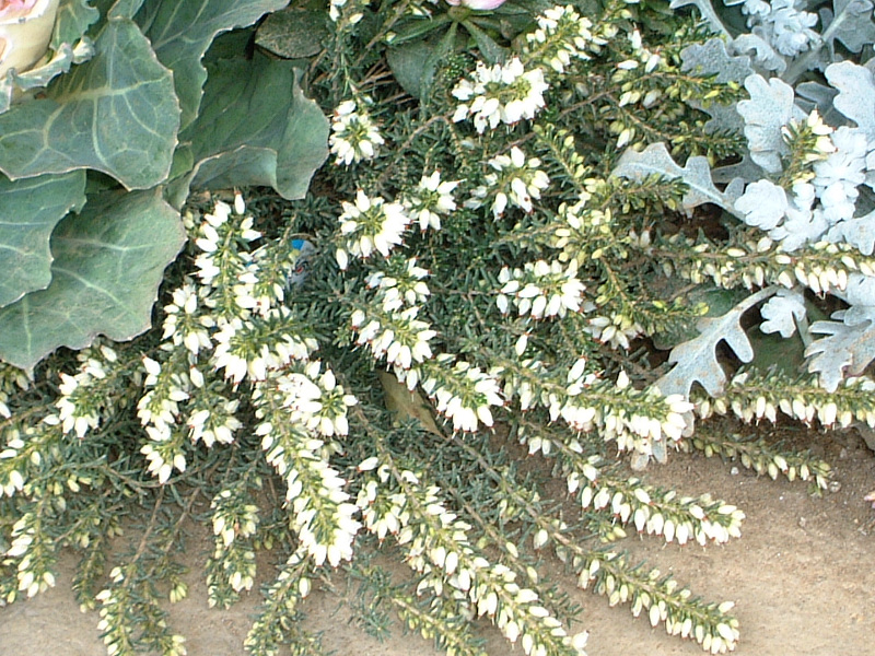 erica-darleyensis