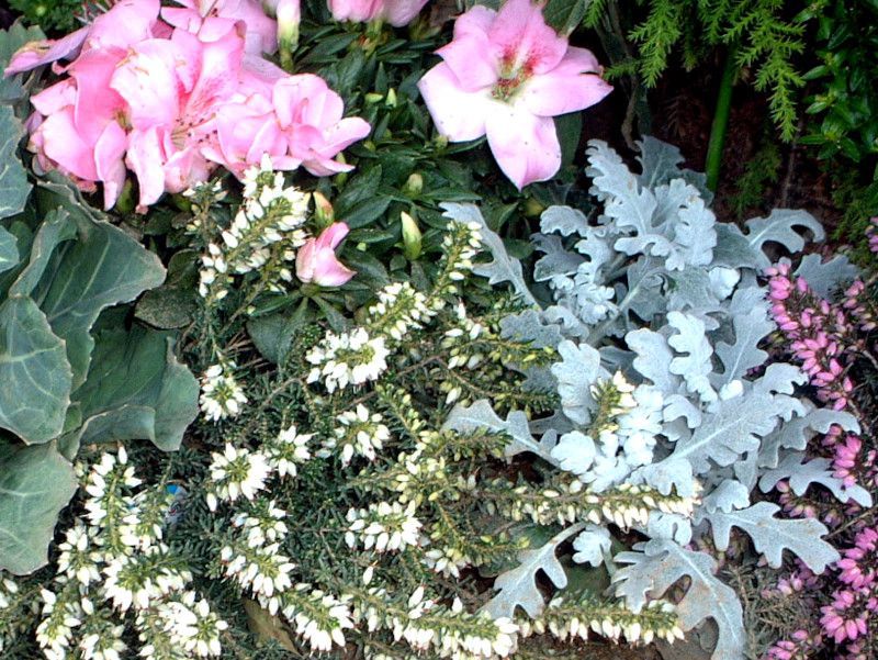 �A�U���A(Azalea)