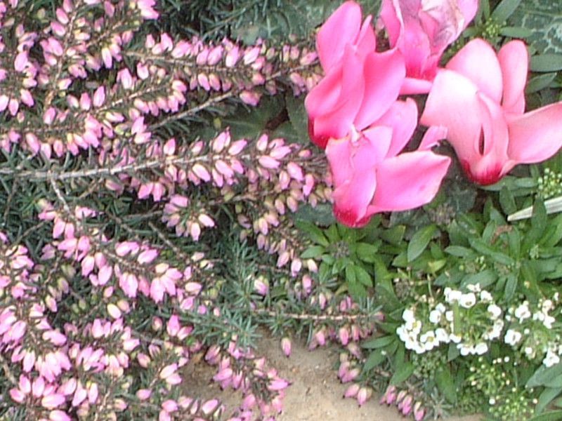 �V�N������(Cyclamen)