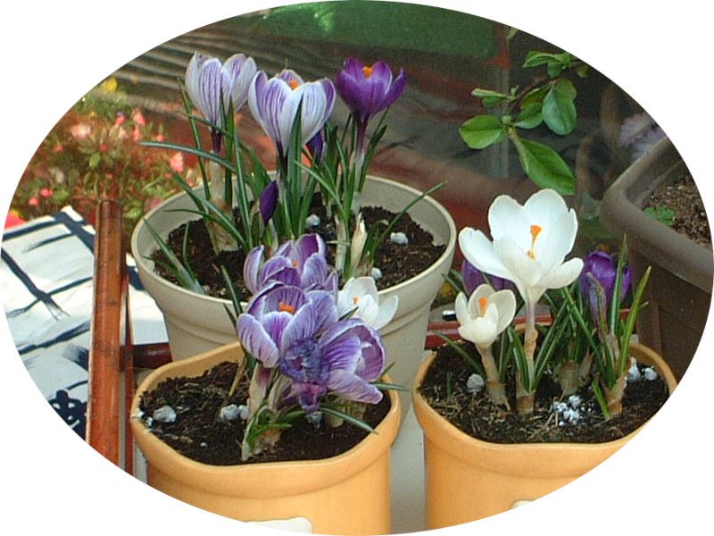 �N���b�J�X(Crocus)
