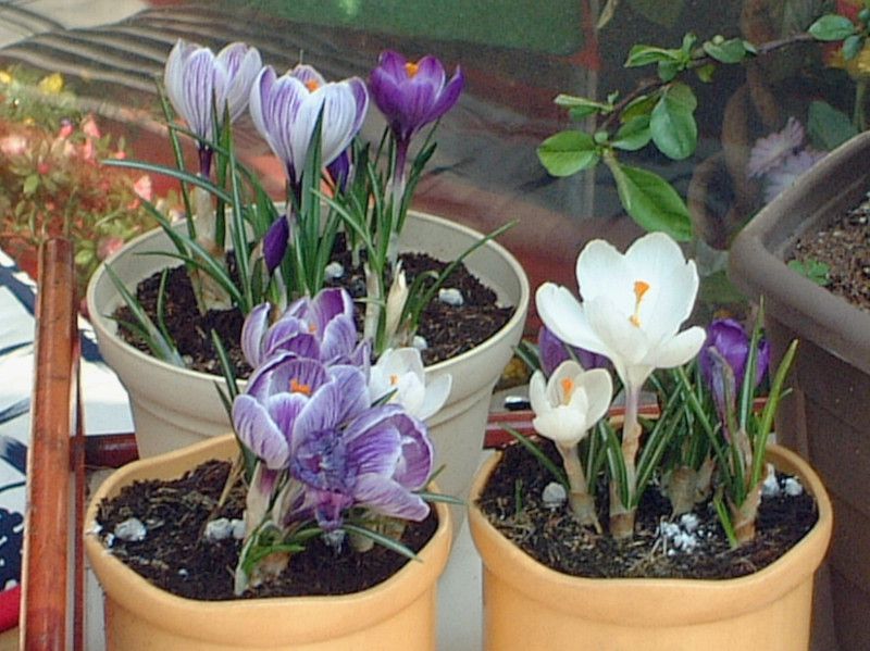 �N���b�J�X(Crocus)