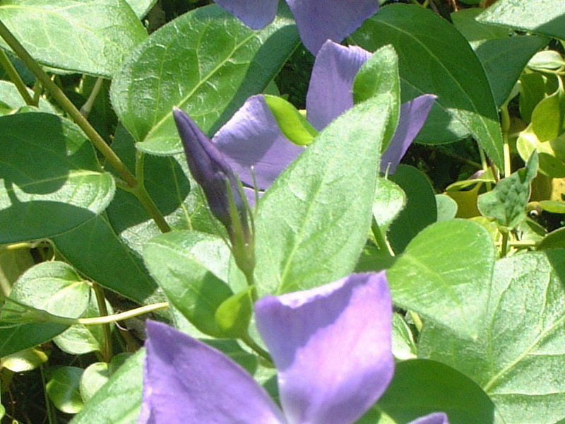 vinca-major1