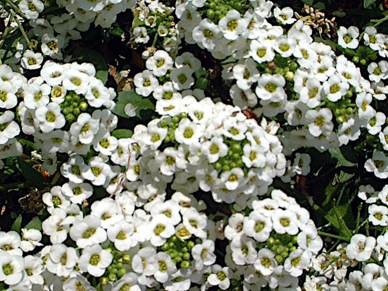 �X�C�[�g�A���b�T��(Sweet Alyssum)