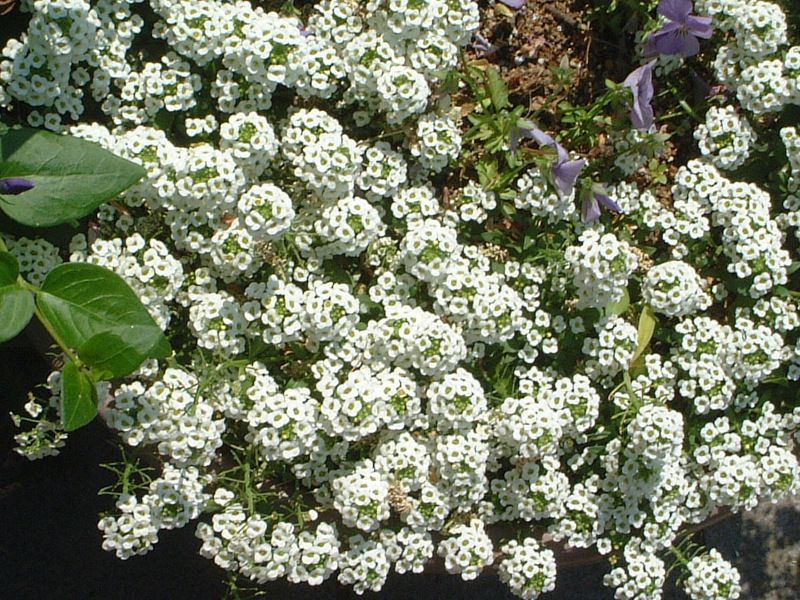 �X�C�[�g�A���b�T���iSweet Alyssum�j