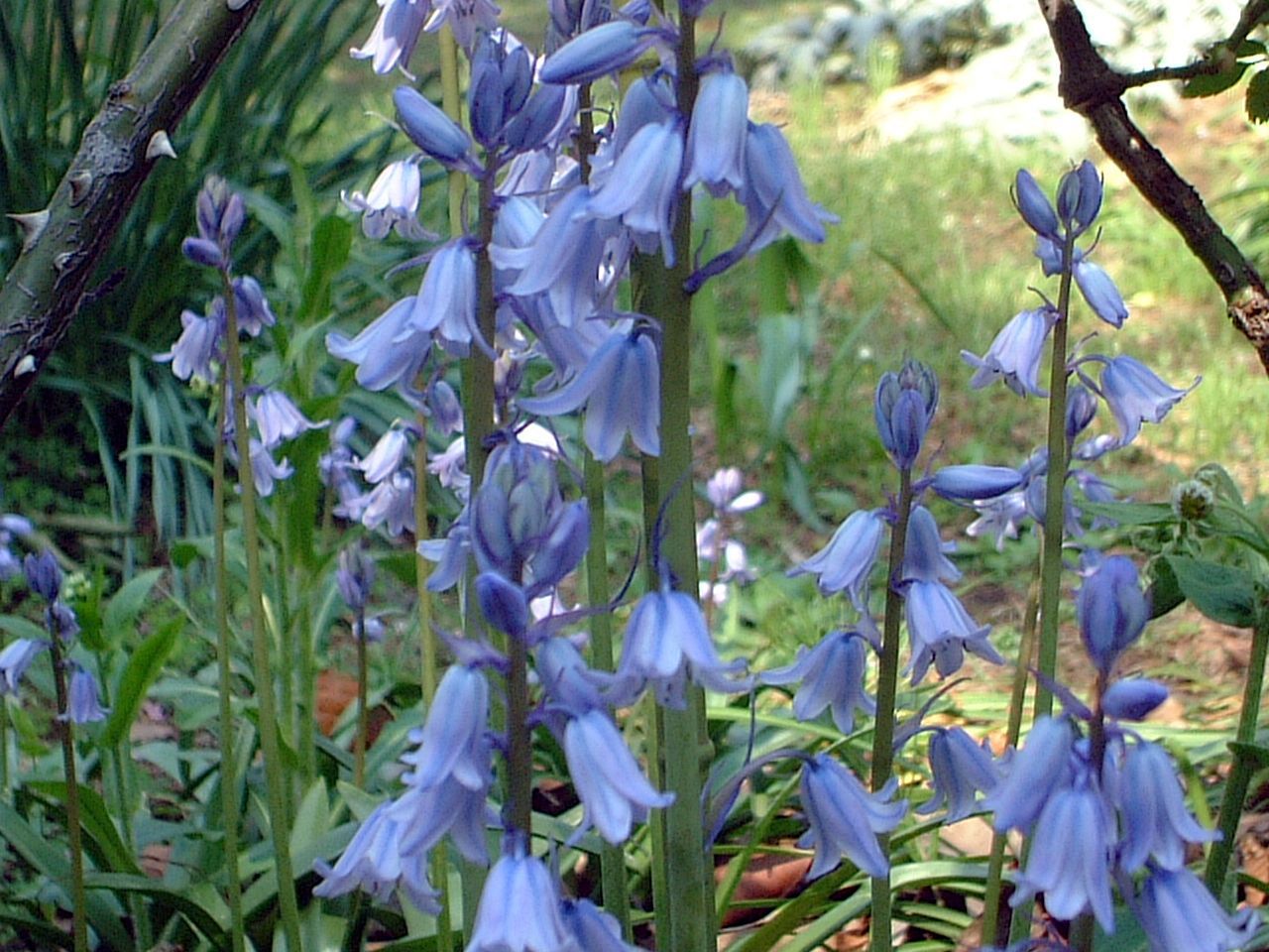�V���[�E�J���p�j�����^