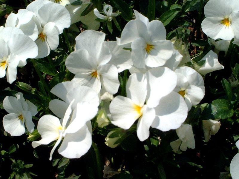 �p���W�[(Pansy)-white-autumn