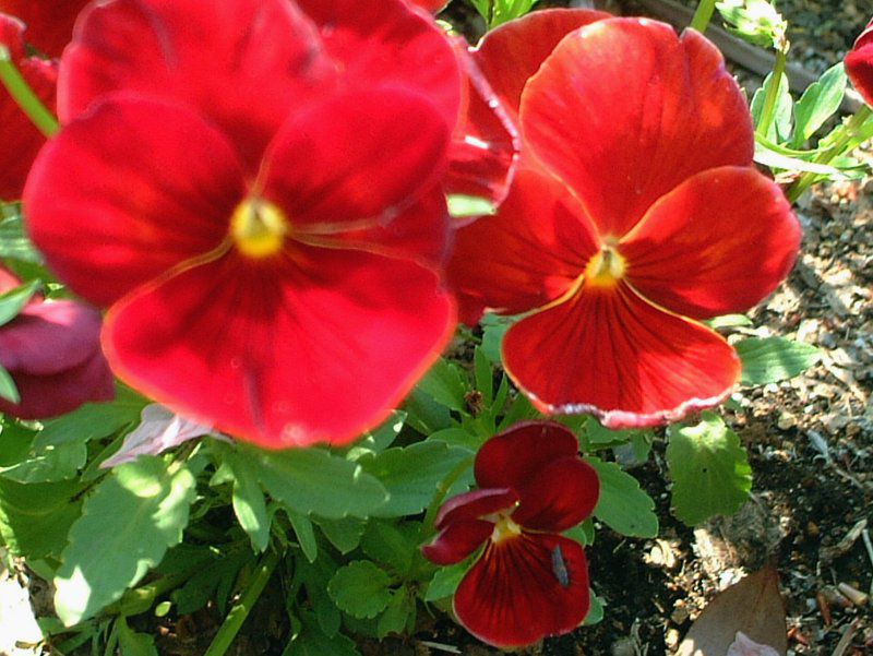 �p���W�[(Pansy)-red-autumn
