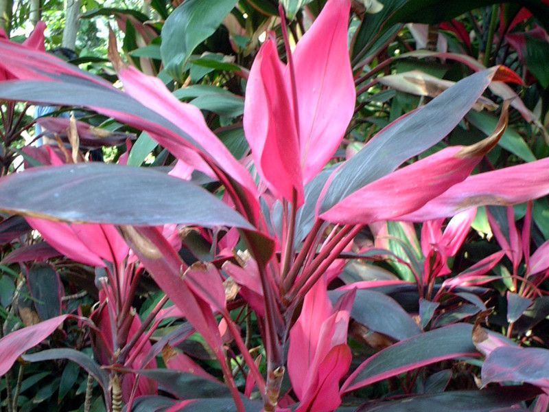 _cordyline