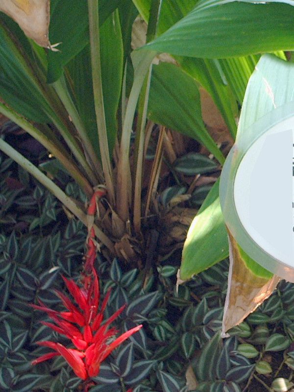 haran-ananas�f(Cymbidium Urara �eNana')