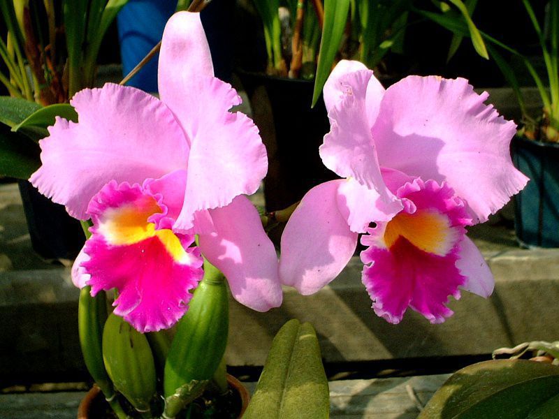 �J�g���A(Cattleya)