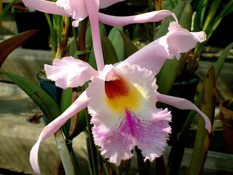 �J�g���A(Cattleya)