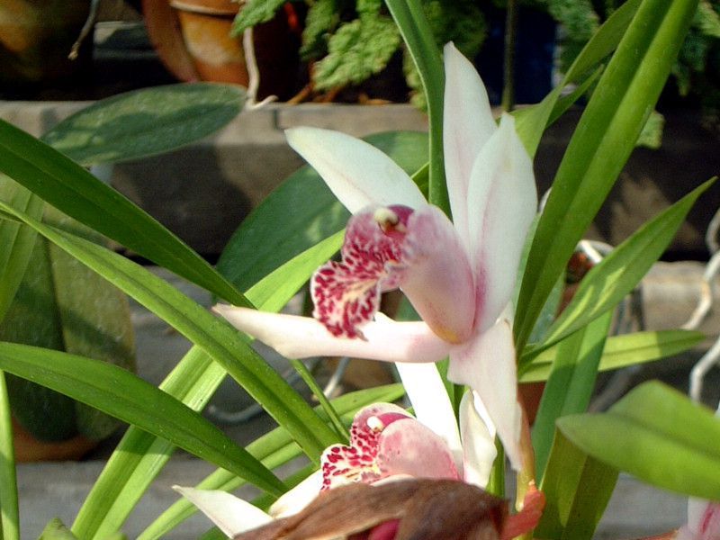 �V���r�W�E��  �E���� �e�i�i�f(Cymbidium Urara �eNana')