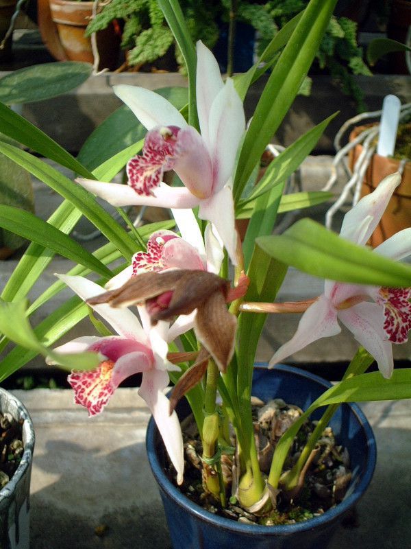 �V���r�W�E��  �E���� �e�i�i�f(Cymbidium Urara �eNana')