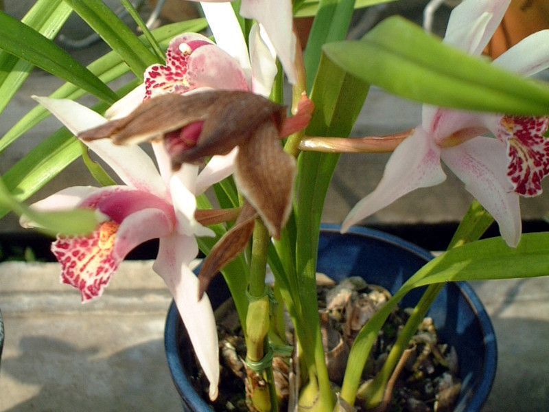 �V���r�W�E��  �E���� �e�i�i�f(Cymbidium Urara �eNana')