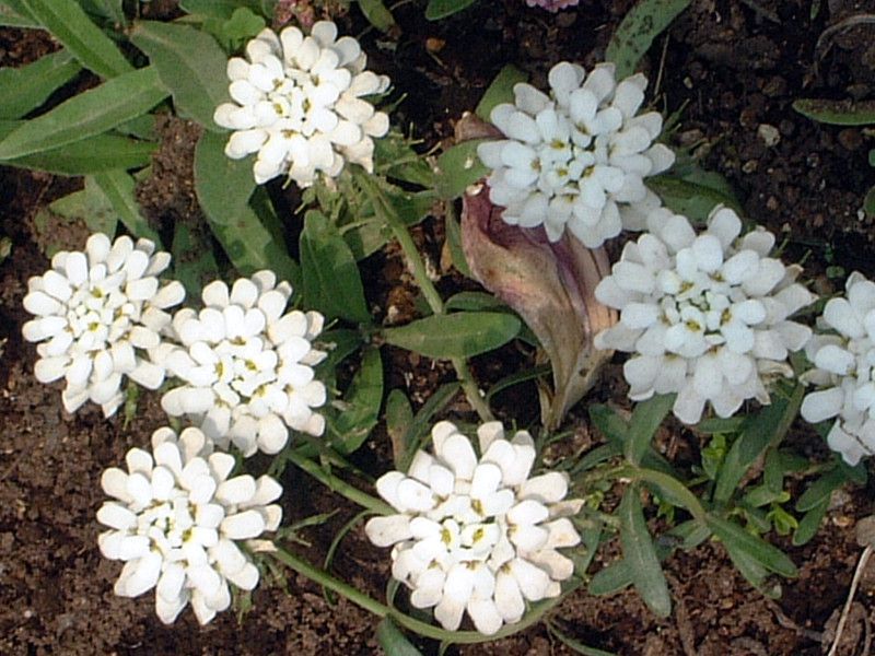 �C�x���X�iIberis�j