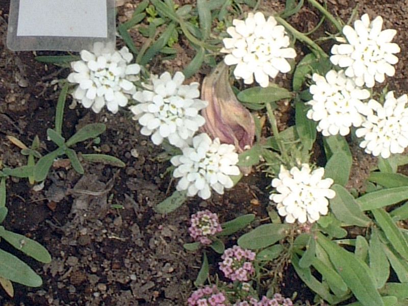 �C�x���X(Iberis)