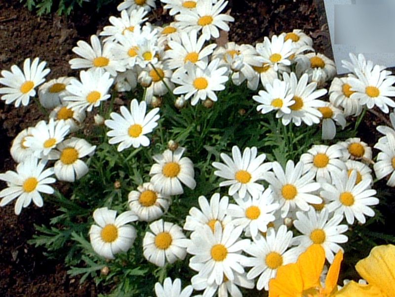 margeretet