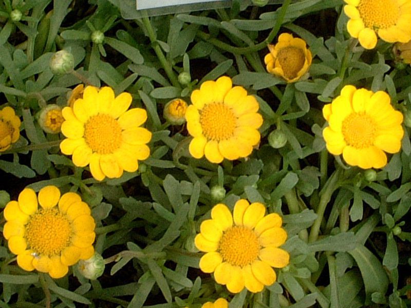 Chrysanthemum-multicaule
