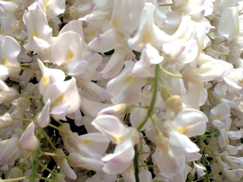 �V���t�W�i�����j
