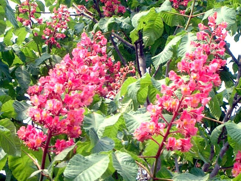 bennibana-toshinoki