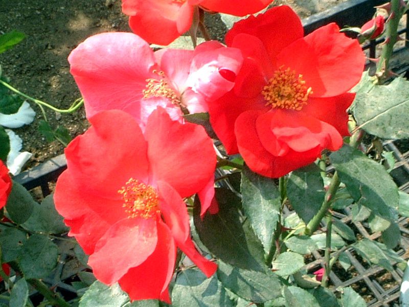 �o���E�΂�E�K�N�Erose '�E�B�~�[' roza cv. wImi