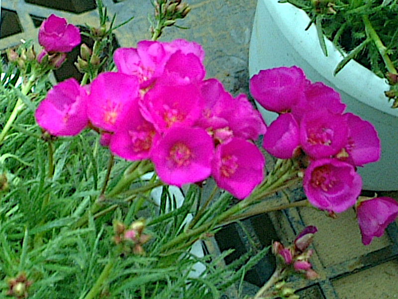 �J�����h���j�A �e���g���o�^�t���C�f