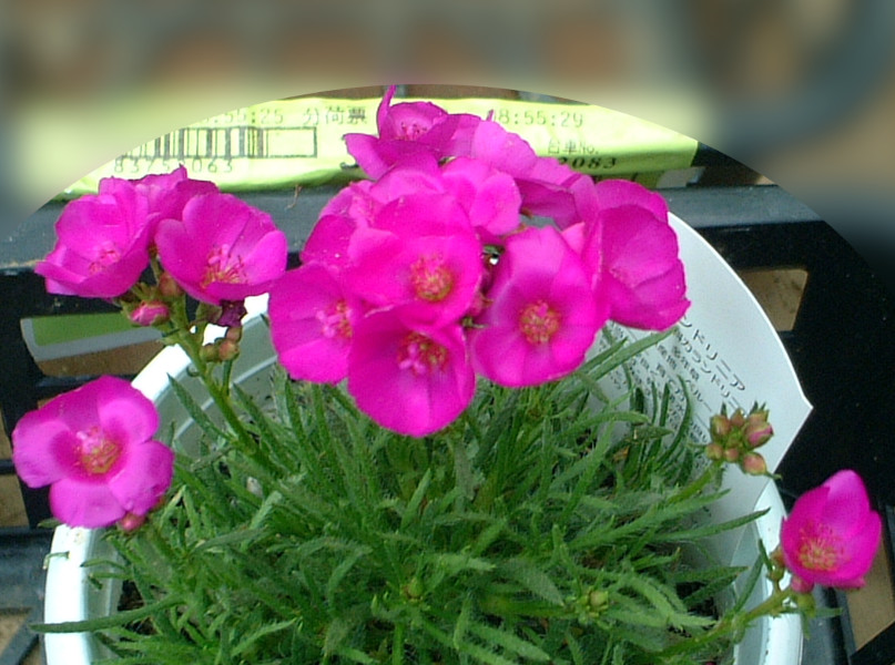 �J�����h���j�A �e���g���o�^�t���C�f