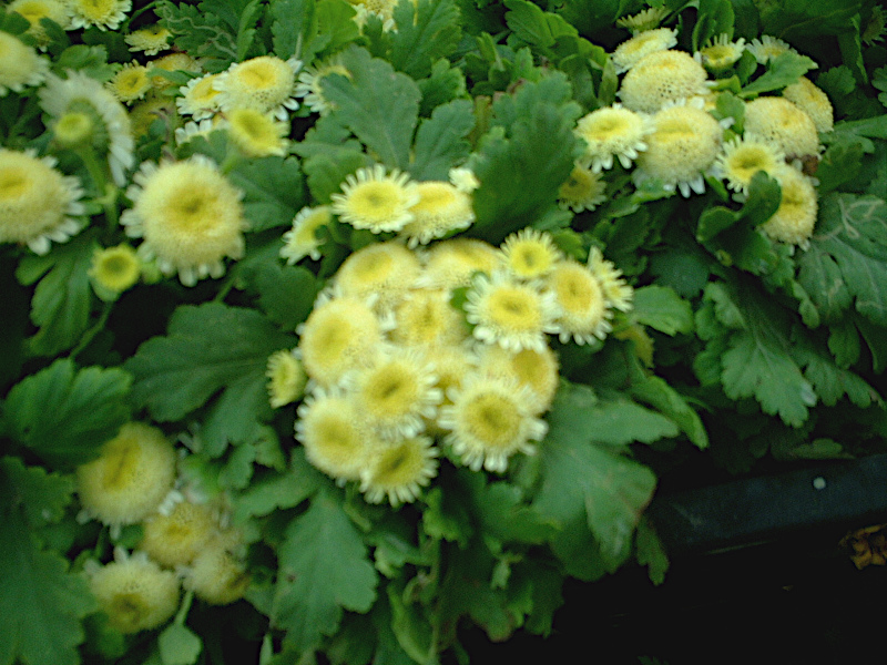 matricaria