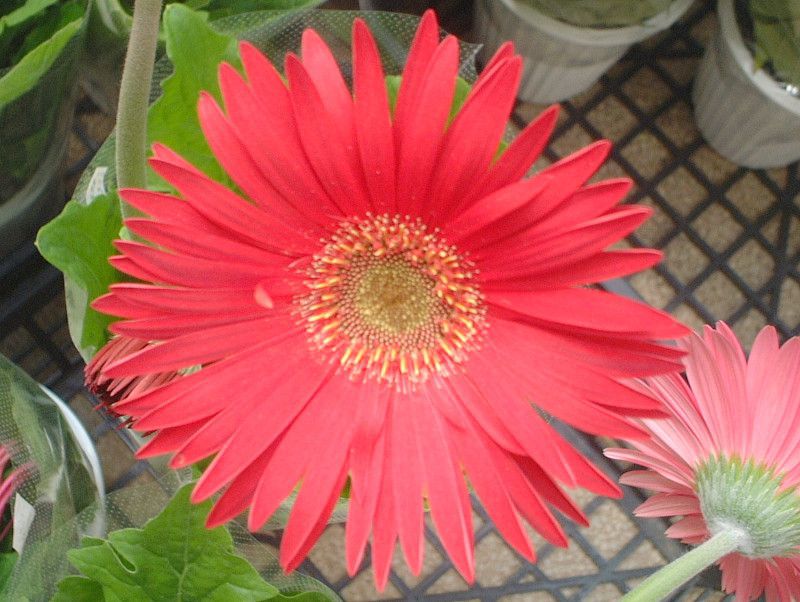 �K�[�x��(Gerbera)