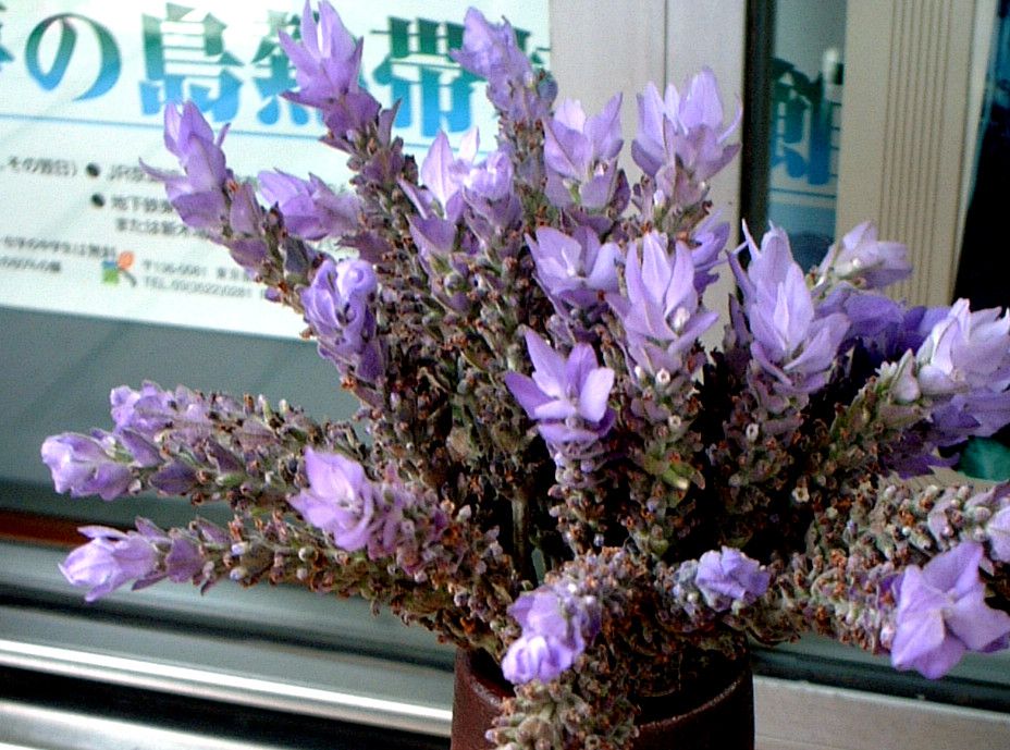 Lavandula-dentata