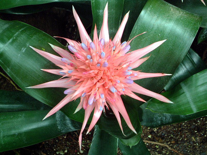 �G�N���A�E�t�@�X�L�A�^(Aechmea fasciata)