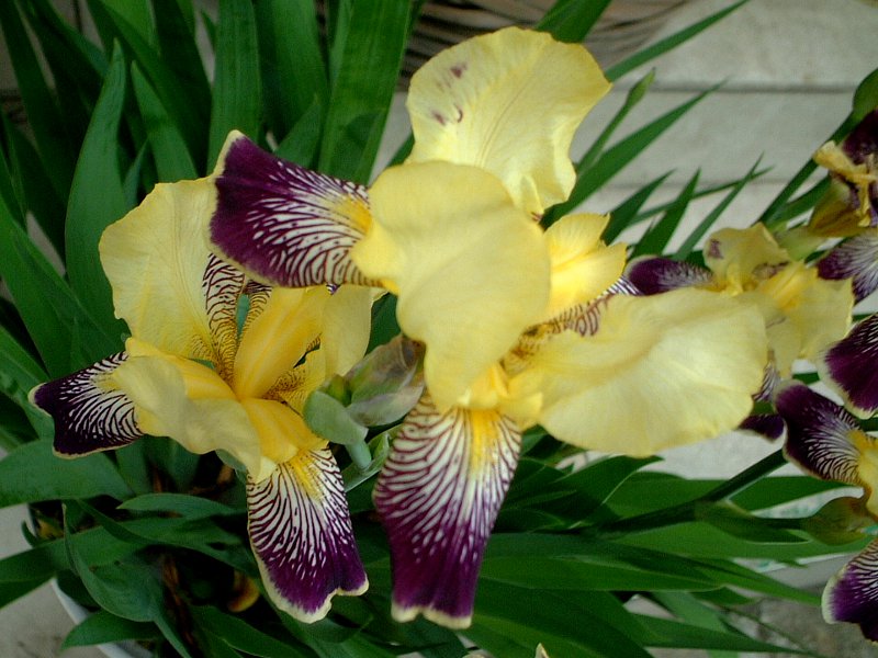 �W���[�}���E�A�C���X(German iris)