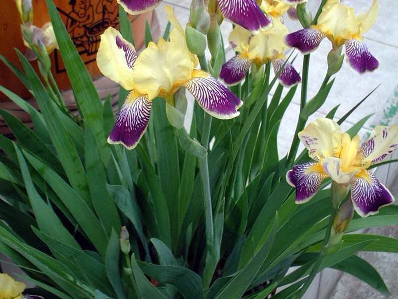 �W���[�}���A�C���X�igerman-iris�j