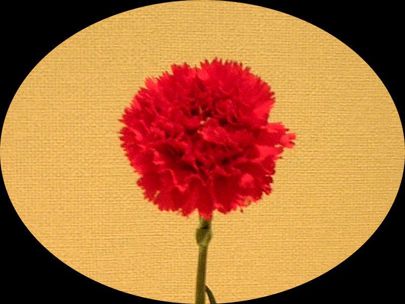 �J�[�l�[�V����