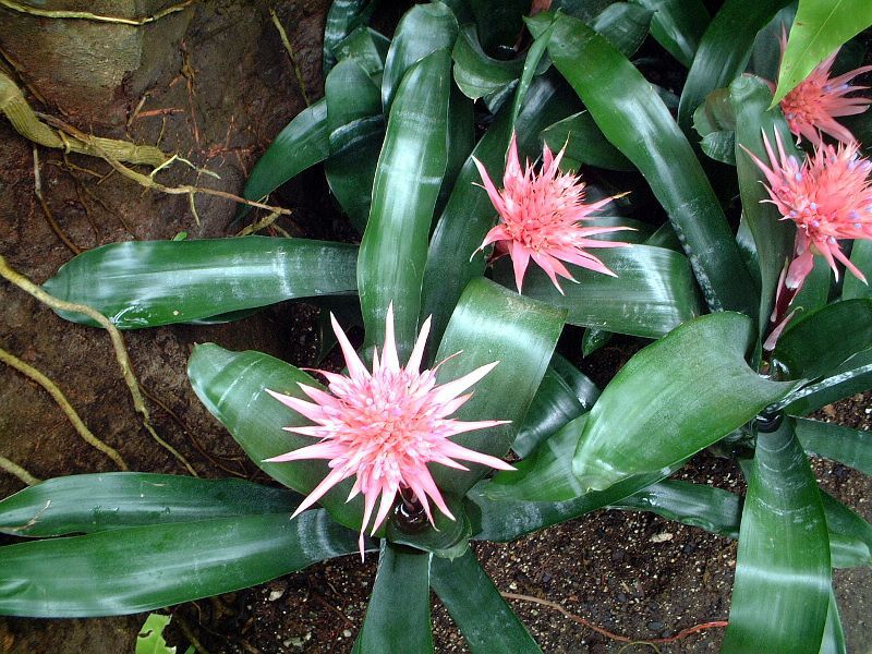 �G�N���A�E�t�@�X�L�A�^�iAechmea fasciata�j