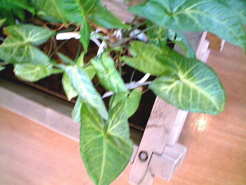 �V���S�j�E��(Syngonium)