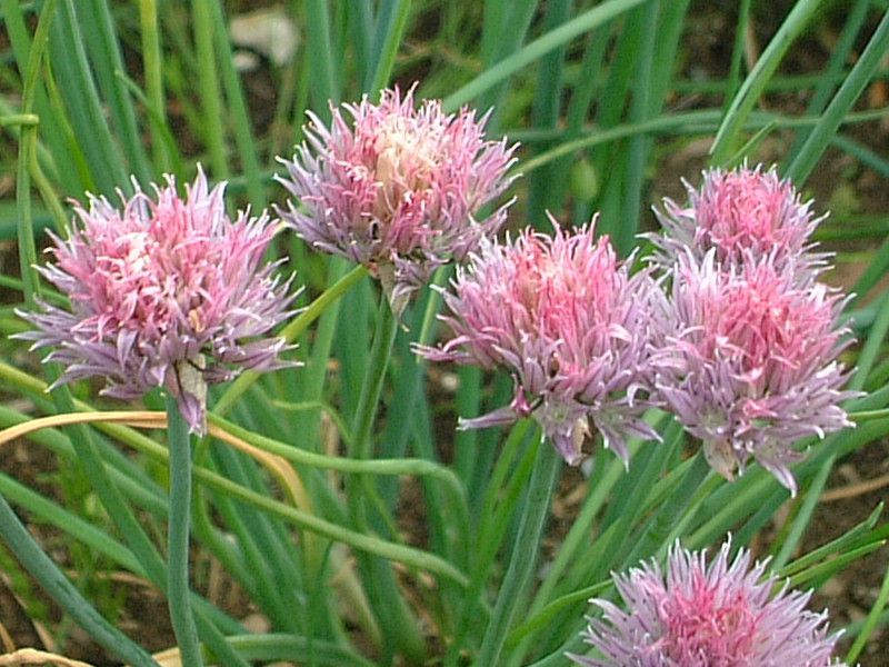 �`���C�u(Chives)