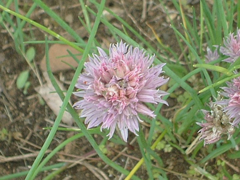 �`���C�u(Chives)