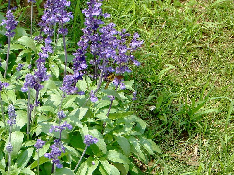 �u���[�T���r�A(Blue salvia)